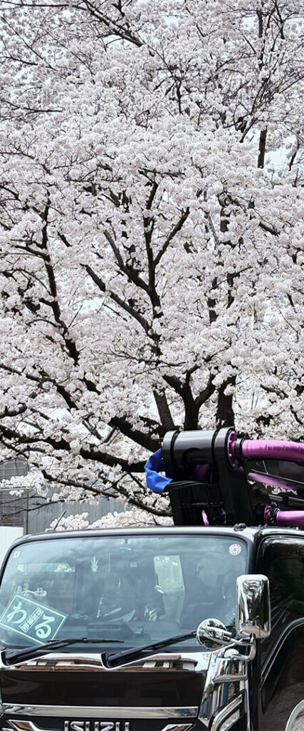 満開の桜の木の下に停車するコンクリート圧送車