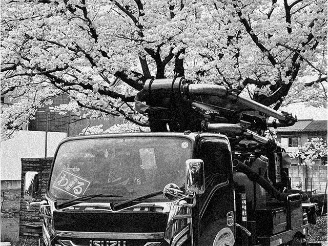 満開の桜の木の下に停車しているコンクリートポンプ車